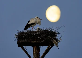 Lunar calendar April 2025: one of the best days to chop your hair based on the phases of the Moon – Marca.com