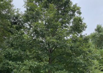 Oaks help the meals internet — together with us | Information, Sports activities, Jobs