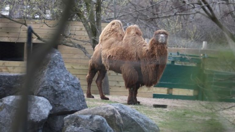 Trend week, Zoo Run, Bridgerton Ball and extra in CNY this weekend