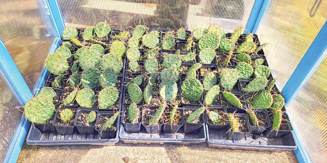 Soundgrowler to host bountiful Plant Market | Leisure Information