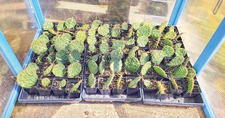Soundgrowler to host bountiful Plant Market | Leisure Information