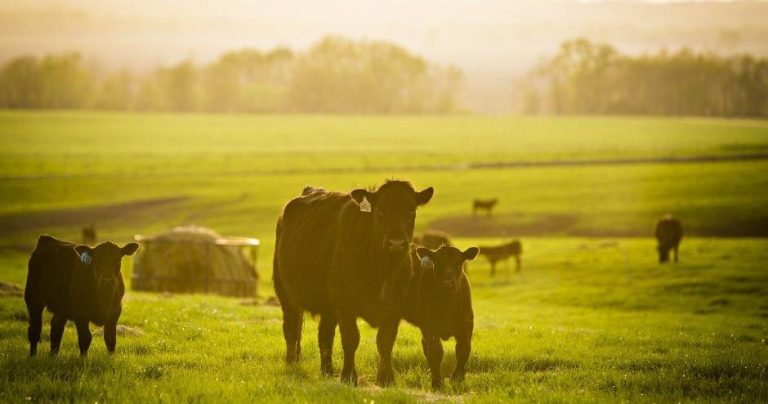 MU institute releases baseline meals and agricultural outlook report | Information