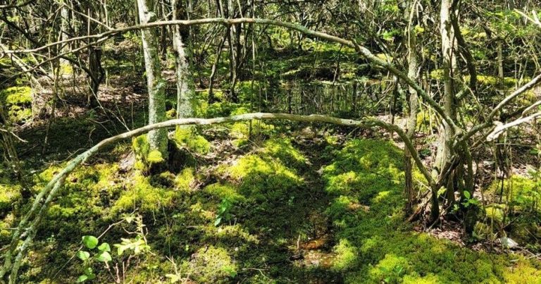 DNREC offers Pocomoke watershed wetlands highest well being grade up to now | Information