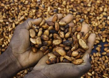 Struggling Ivory Coast cocoa farmers are fearful about US tariff plans | Way of life