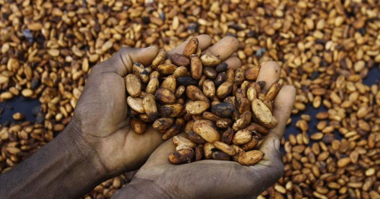Struggling Ivory Coast cocoa farmers are fearful about US tariff plans | Way of life