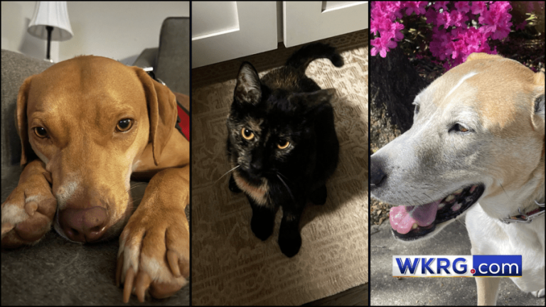 Blissful Nationwide Pet Day from Information 5’s furry members of the family!