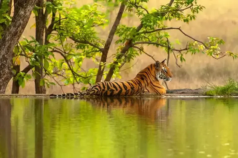 Luxurious journey information – Cox & Kings fixes sights on world growth underneath new MD – TTG – Journey business information