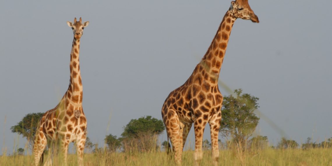 U.S. points warning to ‘rethink journey’ to Uganda as a consequence of crime