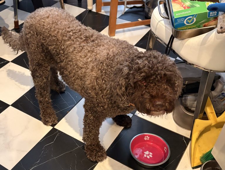 Client Diary: Canine Meals, Chinese language Tariffs – We-Ha