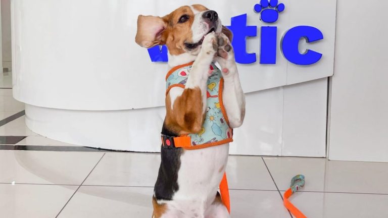 World Pet Day 2025: The Secret to a Lengthy And Pleased Life for Your Pet