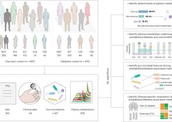 Intestine microbes and metabolites reveal how life-style adjustments assist stop kind 2 diabetes
