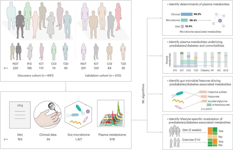 Intestine microbes and metabolites reveal how life-style adjustments assist stop kind 2 diabetes