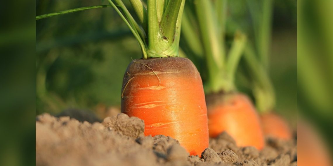 UDAF Declares the 2025 Meals Security Convention