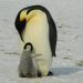 World Penguin Day 2025 — Know Its Historical past, Significance, Theme Of This 12 months, And Extra