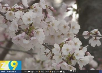 Well being consultants advocate avoiding open air as spring allergy season is underway