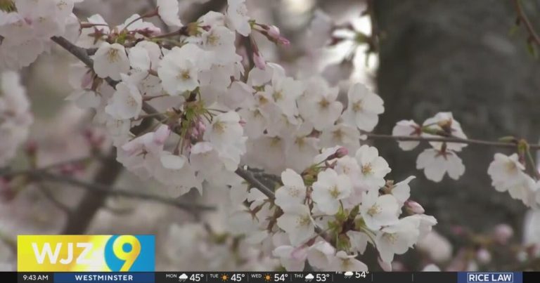 Well being consultants advocate avoiding open air as spring allergy season is underway