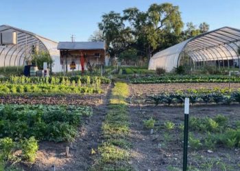 Residents within the Tampa Bay space are combating meals waste with contemporary methods