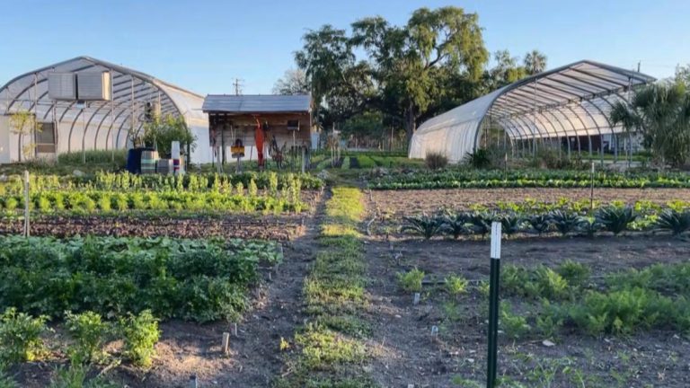 Residents within the Tampa Bay space are combating meals waste with contemporary methods