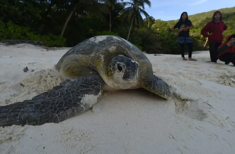 Malaysia Promotes Turtle Discovery Expertise for Eco-Acutely aware Travellers