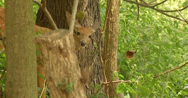 Deer harvested throughout Pittsburgh’s 2024-25 administration season present 36Ok meals to native meals banks – WPXI