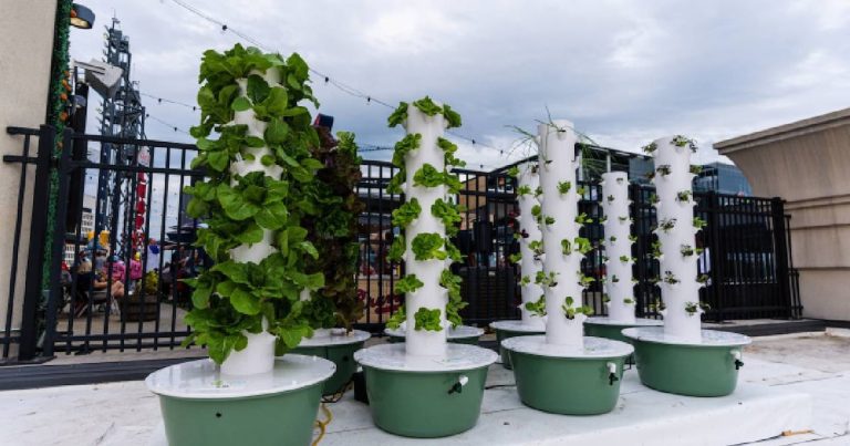 Truist Park provides backyard towers to develop produce for choose ballpark meals gadgets – WSB-TV Channel 2