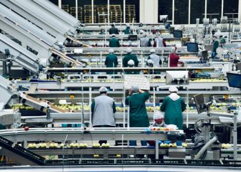 Explaining E. coli Micro organism and the Hazard Sure Serotypes Pose in Meals Manufacturing and Distribution