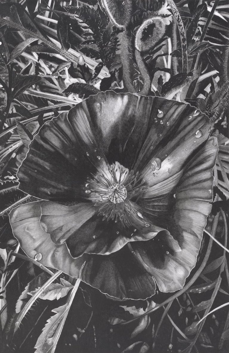 Different World Flowers get out of the darkish within the meticulous drawings of Clara Lay – Colossal graphite