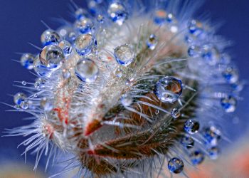 The drops of water cling to the fluorescent spinal columns of the enticing photographs of Tom Leighton – Colossal