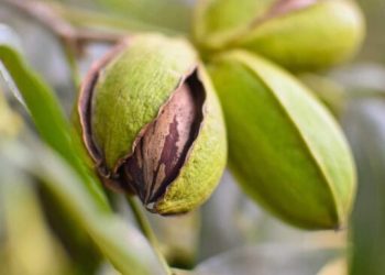 The rise of pecans within the wholesome meals section