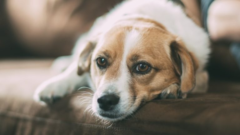 Blue Ridge Beef points recall of well-liked pet meals over well being dangers: Try full record of affected states