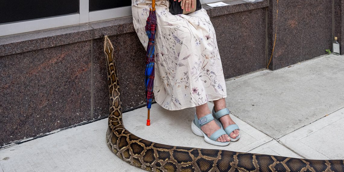 Pure Road Images competitors highlights humor and probability in the midst of the abnormal – Colossal