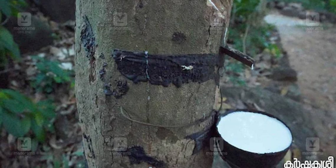 Rubber, cardamom costs plummet after tariff announcement in US | Life-style Information