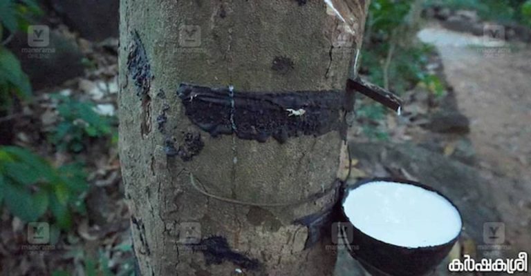 Rubber, cardamom costs plummet after tariff announcement in US | Life-style Information