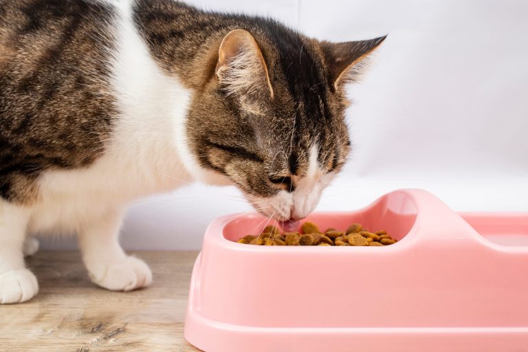 Cat meals distributed in Wyoming has been recalled resulting from chicken flu contaminiation