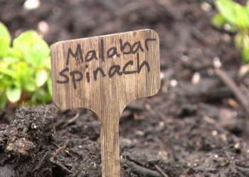 Hillsborough County foster mother tackles meals insecurity with yard backyard