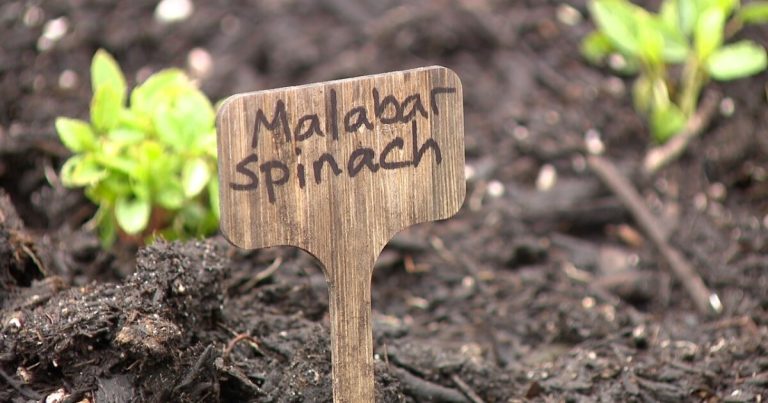 Hillsborough County foster mother tackles meals insecurity with yard backyard