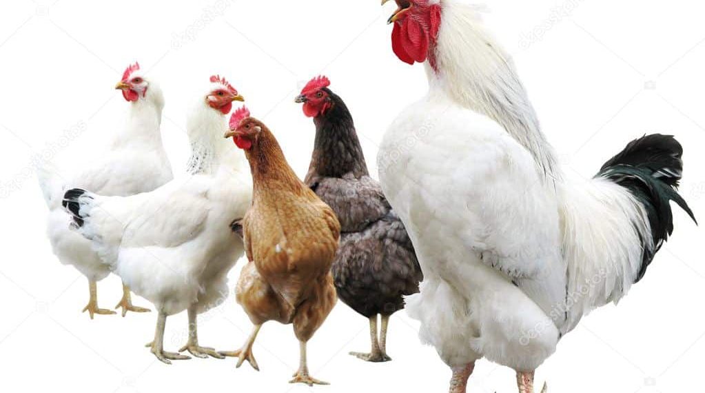 USDA Withdraws Salmonella Framework for Poultry Following Business Suggestions