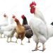 USDA Withdraws Salmonella Framework for Poultry Following Business Suggestions