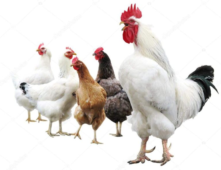 USDA Withdraws Salmonella Framework for Poultry Following Business Suggestions