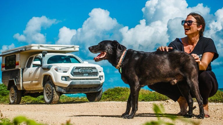 Lady sells home, travels the world together with her canine after private tragedy