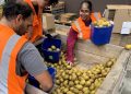 NZFN groups up with kiwifruit business to sort out meals insecurity | Information