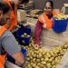 NZFN groups up with kiwifruit business to sort out meals insecurity | Information