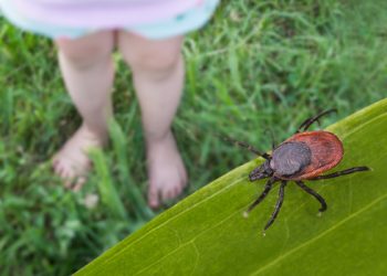 WI hotspots for Lyme illness unfold as tick exercise will increase / Public Information Service