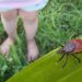 WI hotspots for Lyme illness unfold as tick exercise will increase / Public Information Service