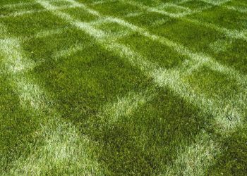 Pedestrian impacts: enhancements within the usefulness of Newman Corridor | Virginia Tech Information