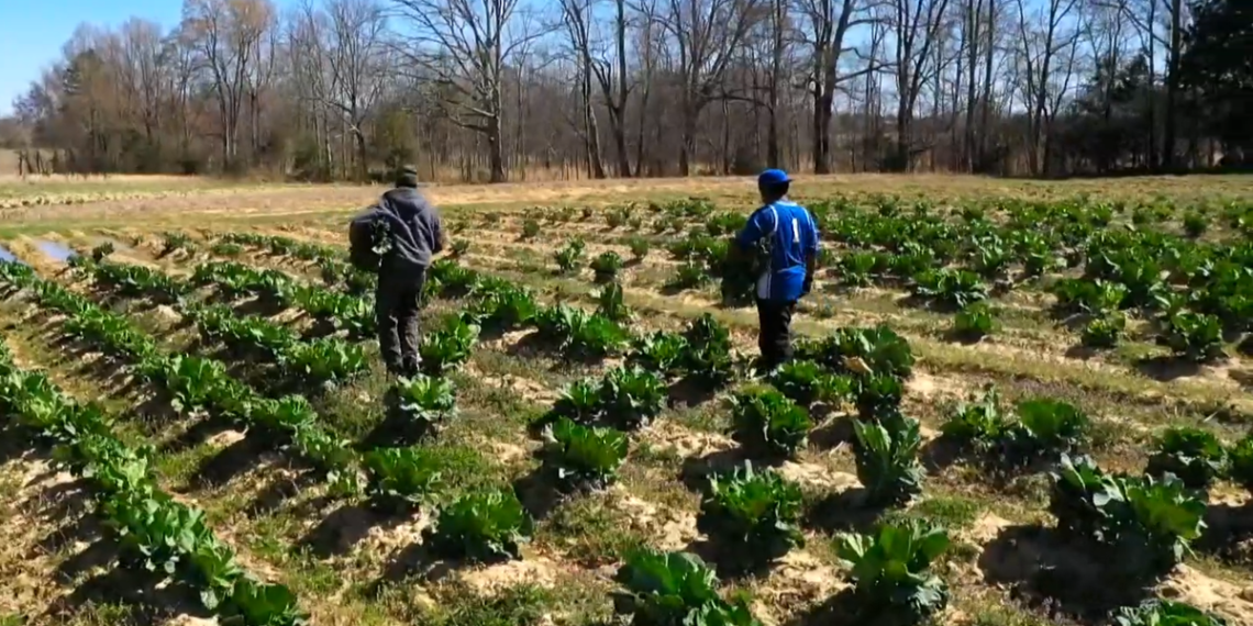 Main USDA cuts cripple meals banks, faculty meals packages in North Carolina