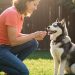 7 Important Suggestions For Husky House owners And Future Mother and father – Zee Information