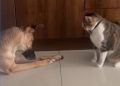 Video Canine and cat face off for final chunk of meals – ABC Information