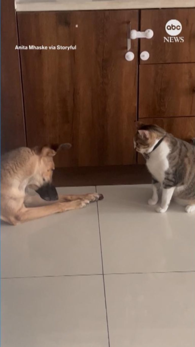 Video Canine and cat face off for final chunk of meals – ABC Information