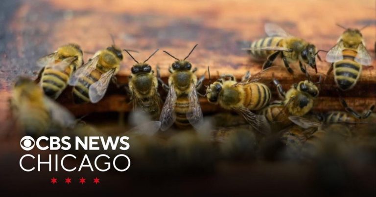 Dramatic drop in honeybees is a priority for meals provide